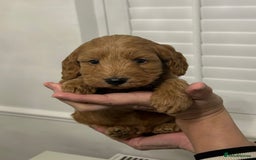 Cockapoo dogs for sale: F1B Cockapoo red  Puppies - Image 2