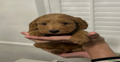 Cockapoo dogs - Advert 34