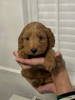 Cockapoo dogs - Advert 7