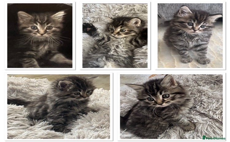 Mixed Breed cats - Advert 5