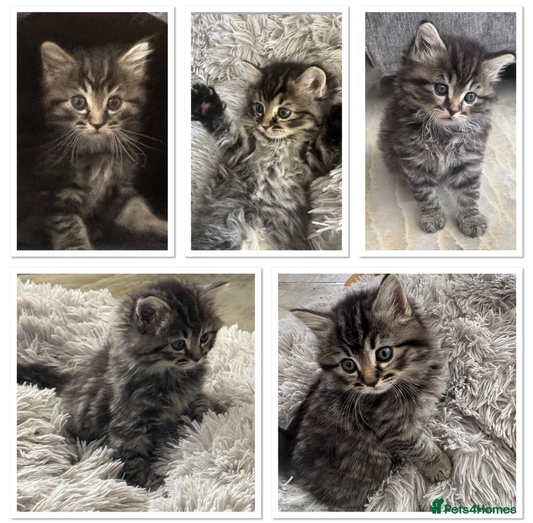 Mixed Breed cats for sale: Maine coon x ragdoll  - Image 1