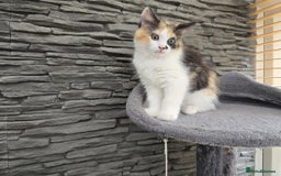 Mixed Breed cats for sale: Beautiful kittens - Image 1