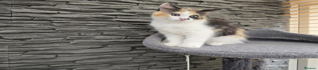 Mixed Breed Kitten 3