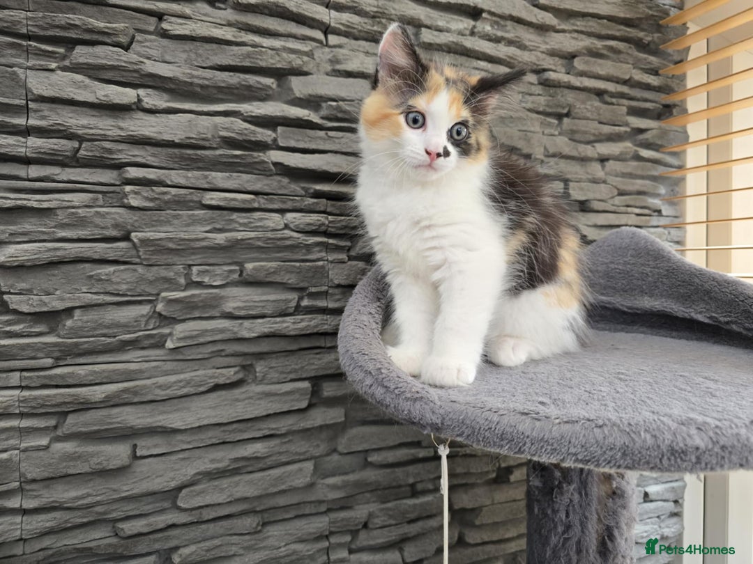 Mixed Breed cats for sale: Beautiful kittens - Image 1