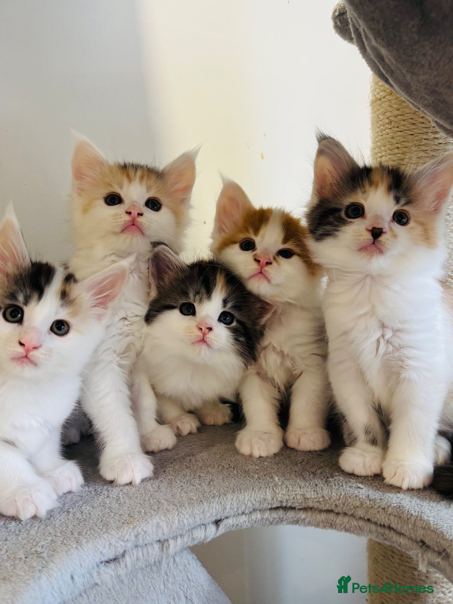 Maine Coon cats Maine coon kittens  - Advert 1