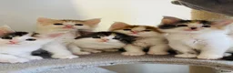 Maine Coon cats for sale: Maine coon kittens  - Advert 1