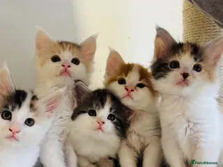 Maine Coon cats Maine coon kittens - Advert 5