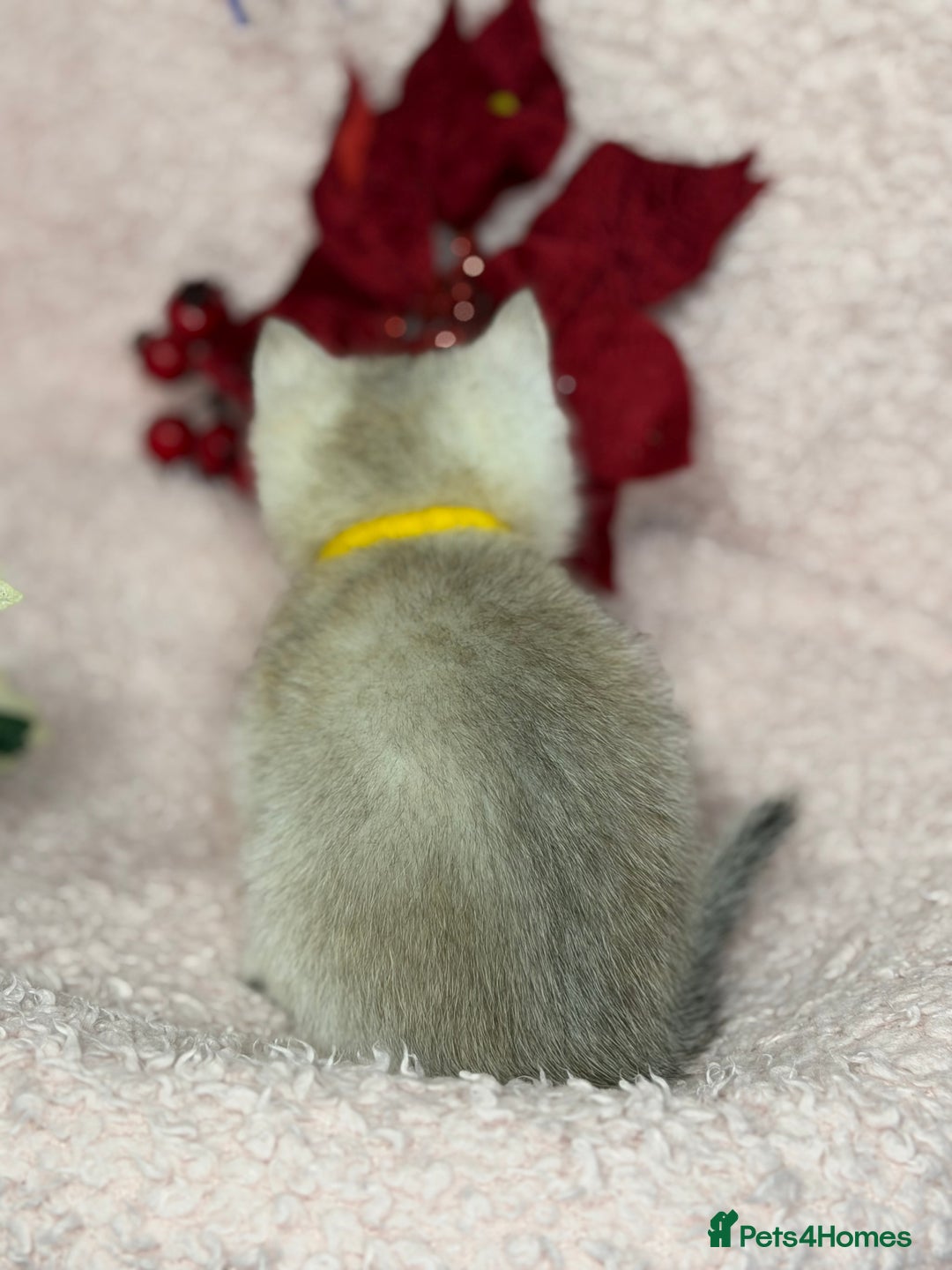 British Shorthair cats for sale: Adorable British shh golden kittens GCCF  - Advert 9