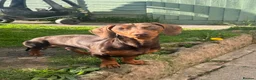 Dachshund dogs for stud: Beary Boy❤️ - Advert 1