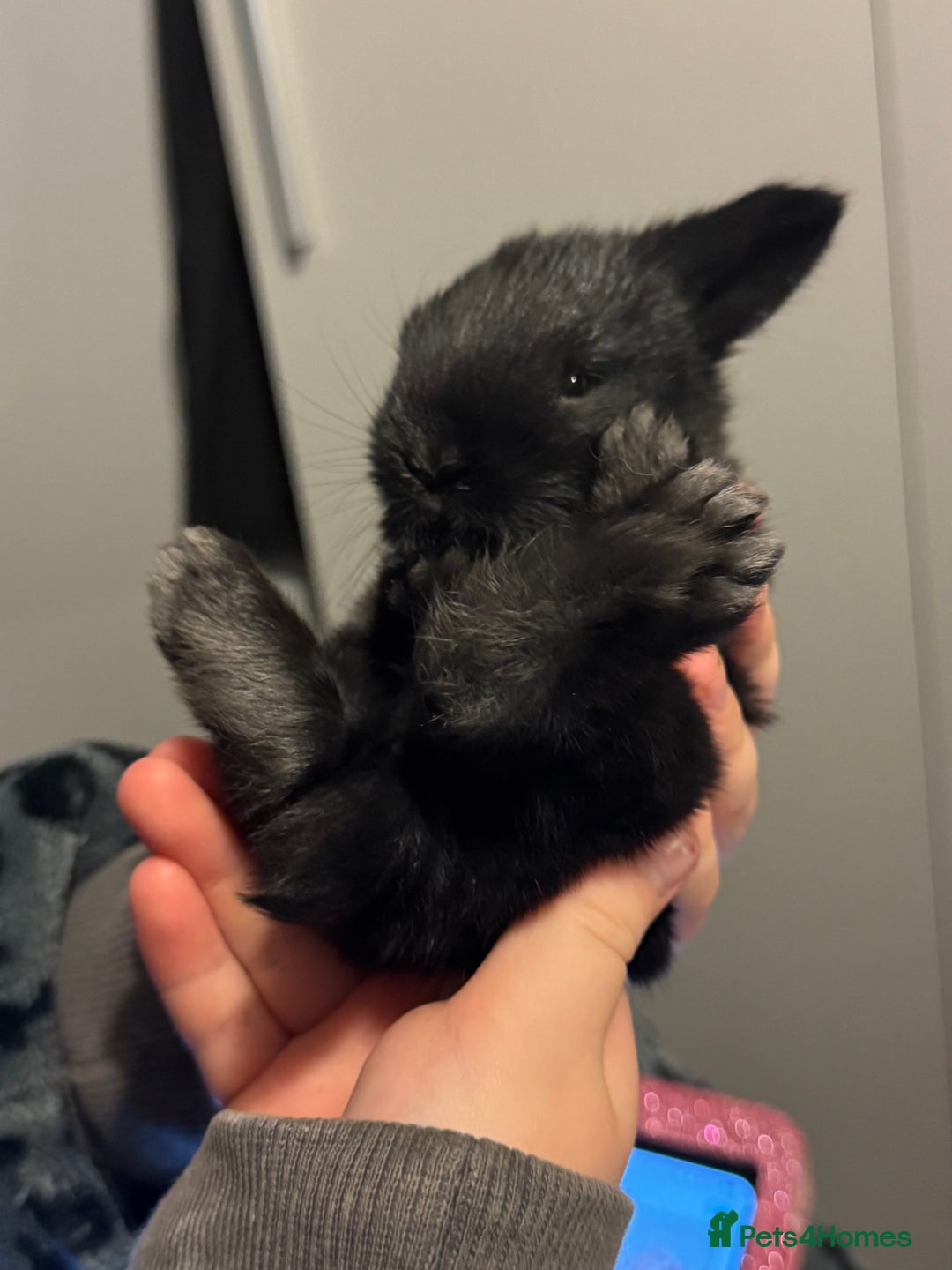 Dwarf Lop rabbits for sale: VERY Friendly lop rabbits - ready now!!  - Image 13