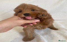 Maltipoo dogs for sale: Waiting list now open , health tested, Maltipoo’s - Image 3