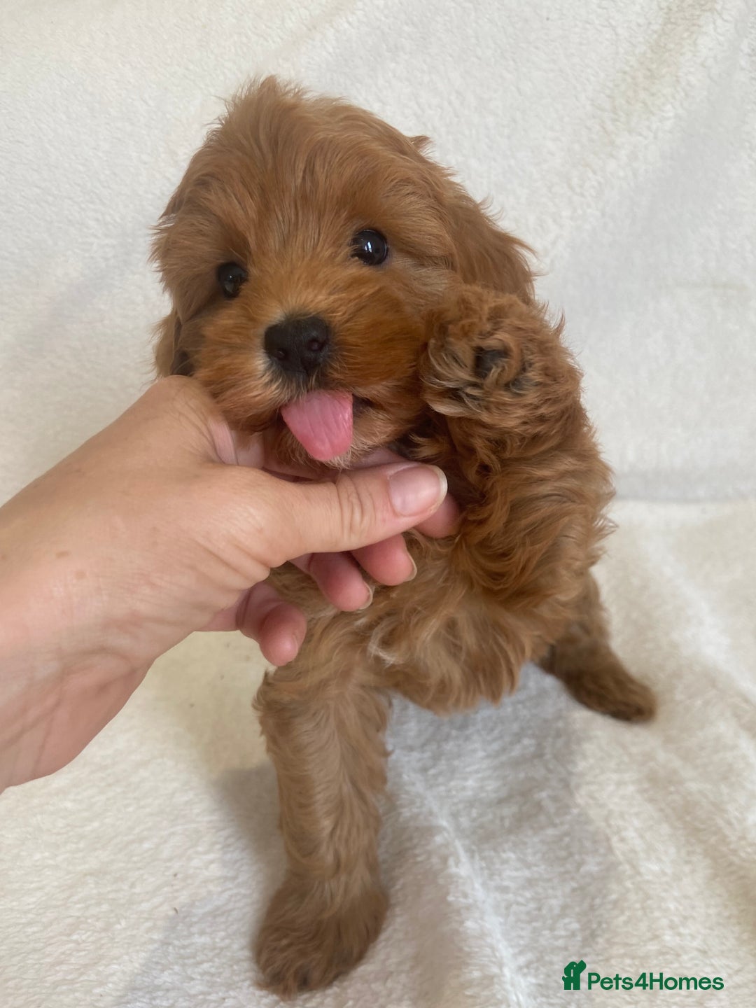 Maltipoo dogs for sale: Waiting list now open , health tested, Maltipoo’s - Image 3