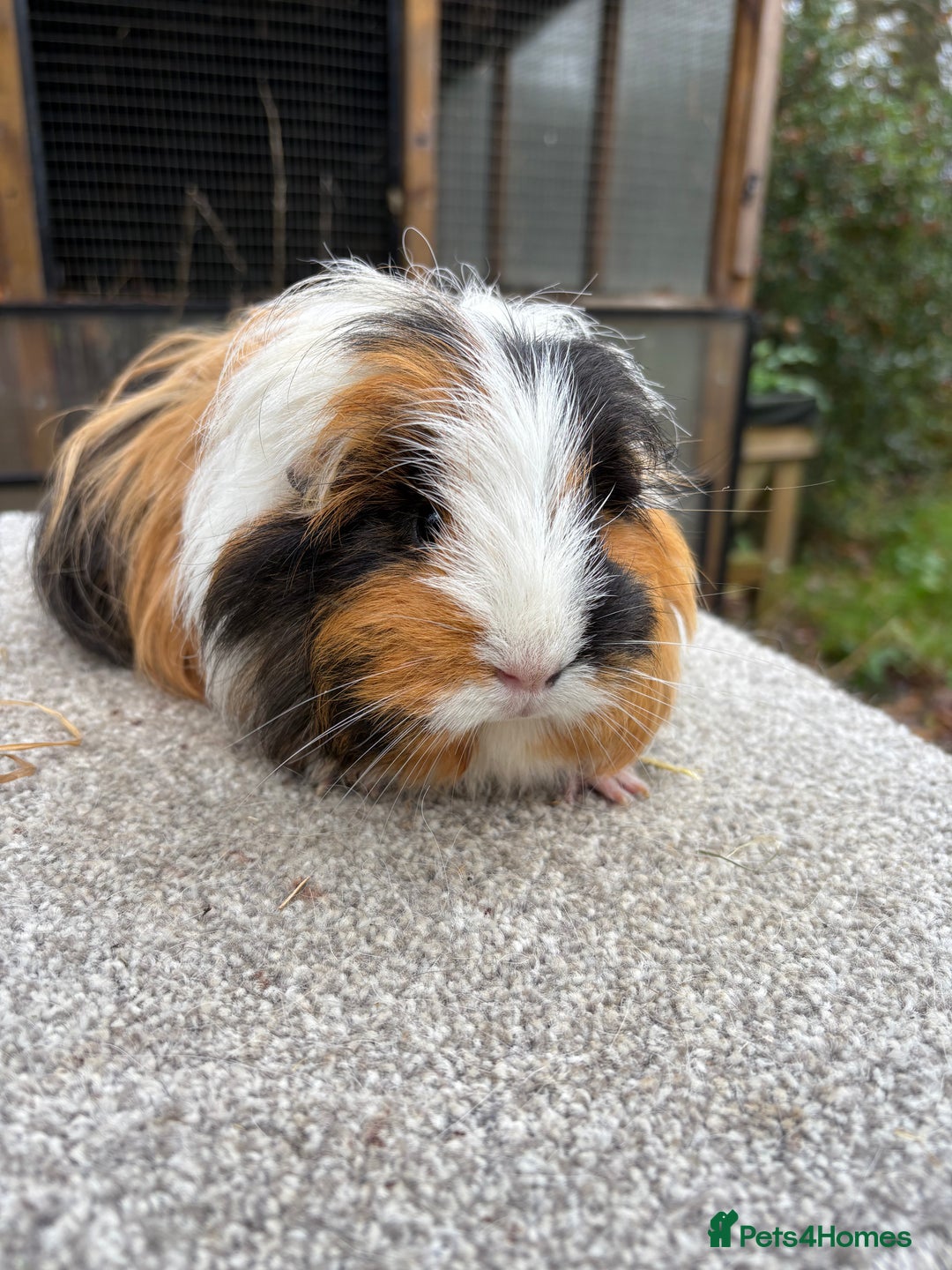 Guinea Pig rodents for sale: Various young guinea pig sows - Advert 1