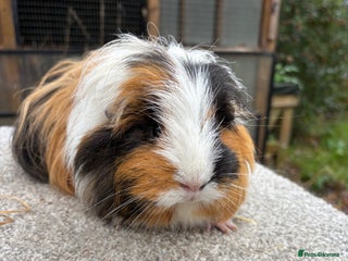 Guinea Pig rodents Various young guinea pig sows - Advert 1