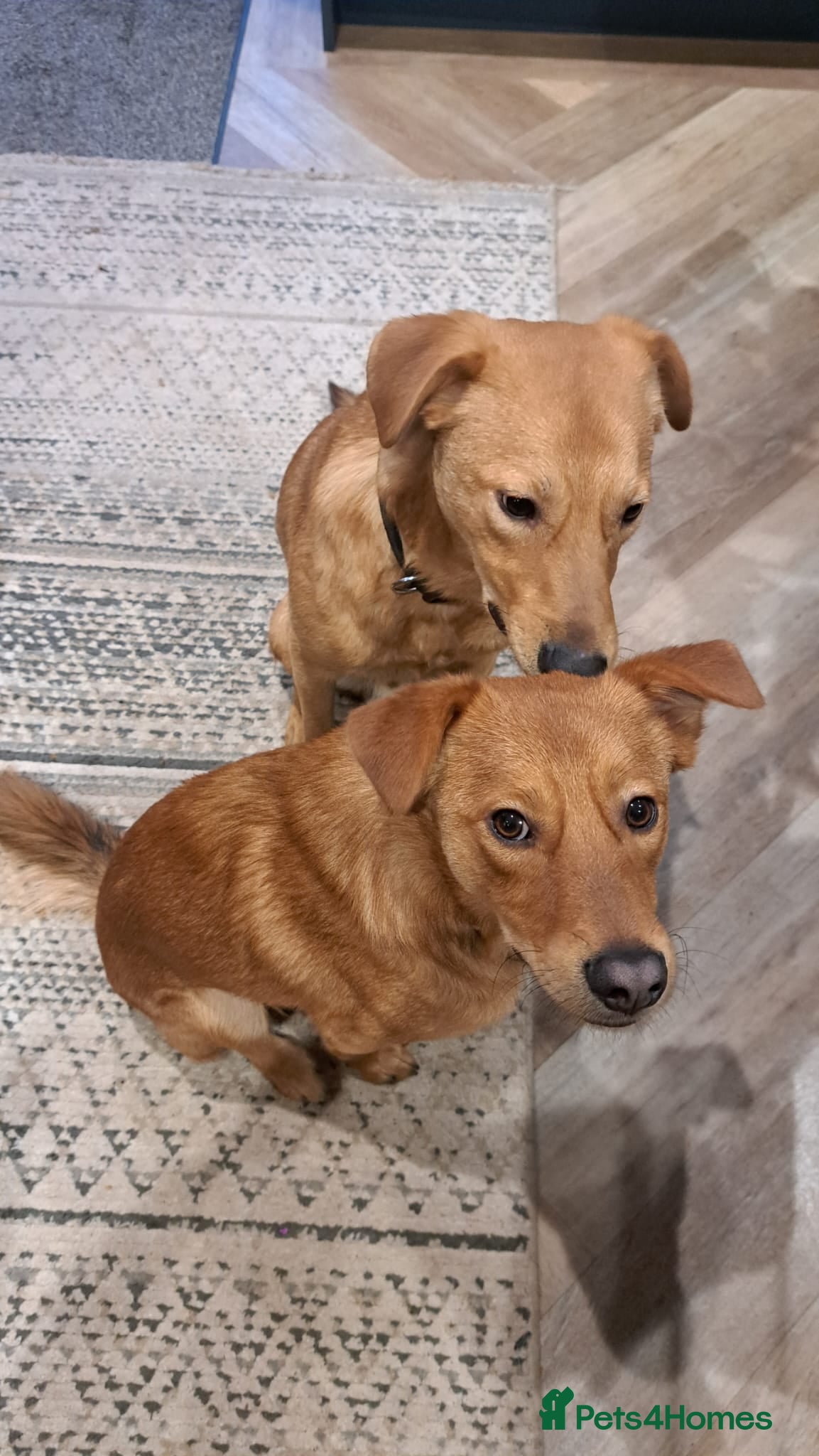 Mixed Breed dogs URGENT: 💙ARCHIE & ARNY – Two Ginger Love-Bugs💙 - Advert 5