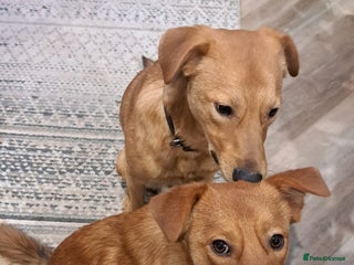 Mixed Breed dogs URGENT: 💙ARCHIE & ARNY – Two Ginger Love-Bugs💙 - Advert 5