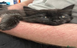 Domestic Shorthair cats for sale: Black kitten for sale - Image 1
