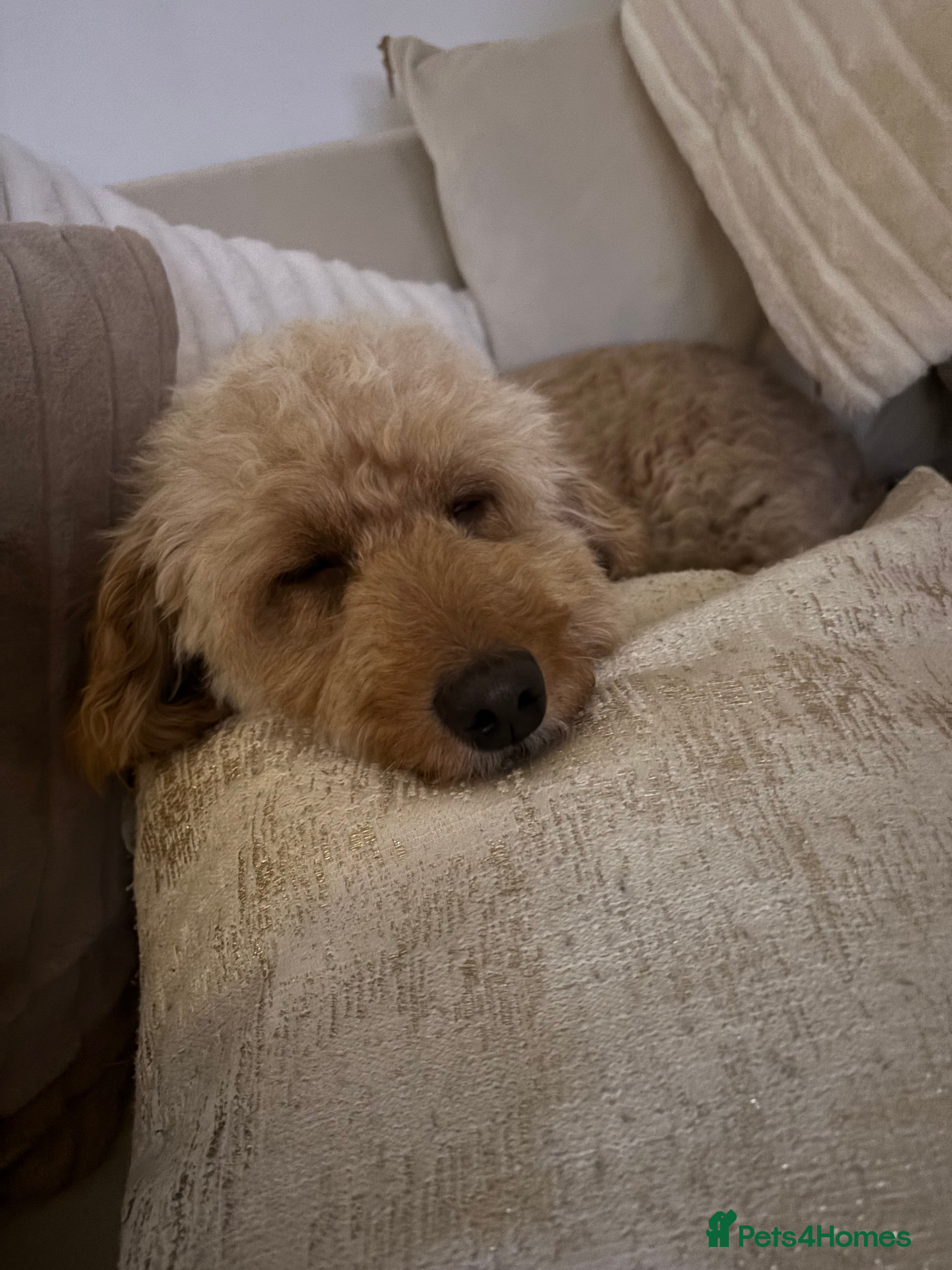 Labradoodle dogs Gorgeous red fox labradoodle  - Advert 12