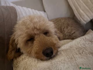 Labradoodle dogs Gorgeous red fox labradoodle - Advert 1