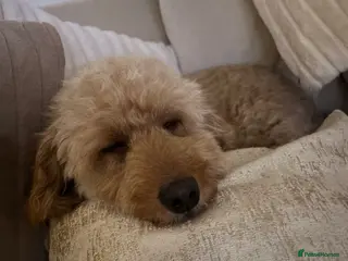 Labradoodle dogs Gorgeous red fox labradoodle - Advert 8