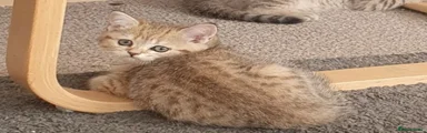 Black Golden Spotted Tabby Female