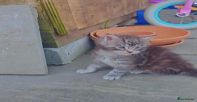 Maine Coon cats - Advert 6