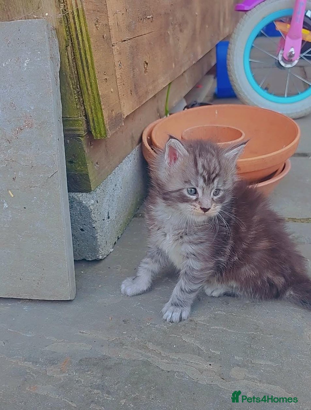 Maine Coon cats for sale: Beautiful male maine coon  - Image 3