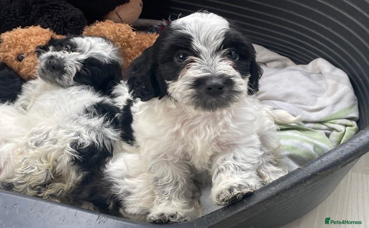 Mixed Breed dogs - Advert 6