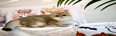 British Shorthair 1