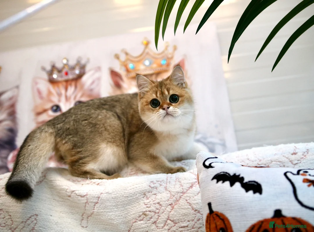 British Shorthair cats for sale: BSH 7 month kitten for sale - Advert 2