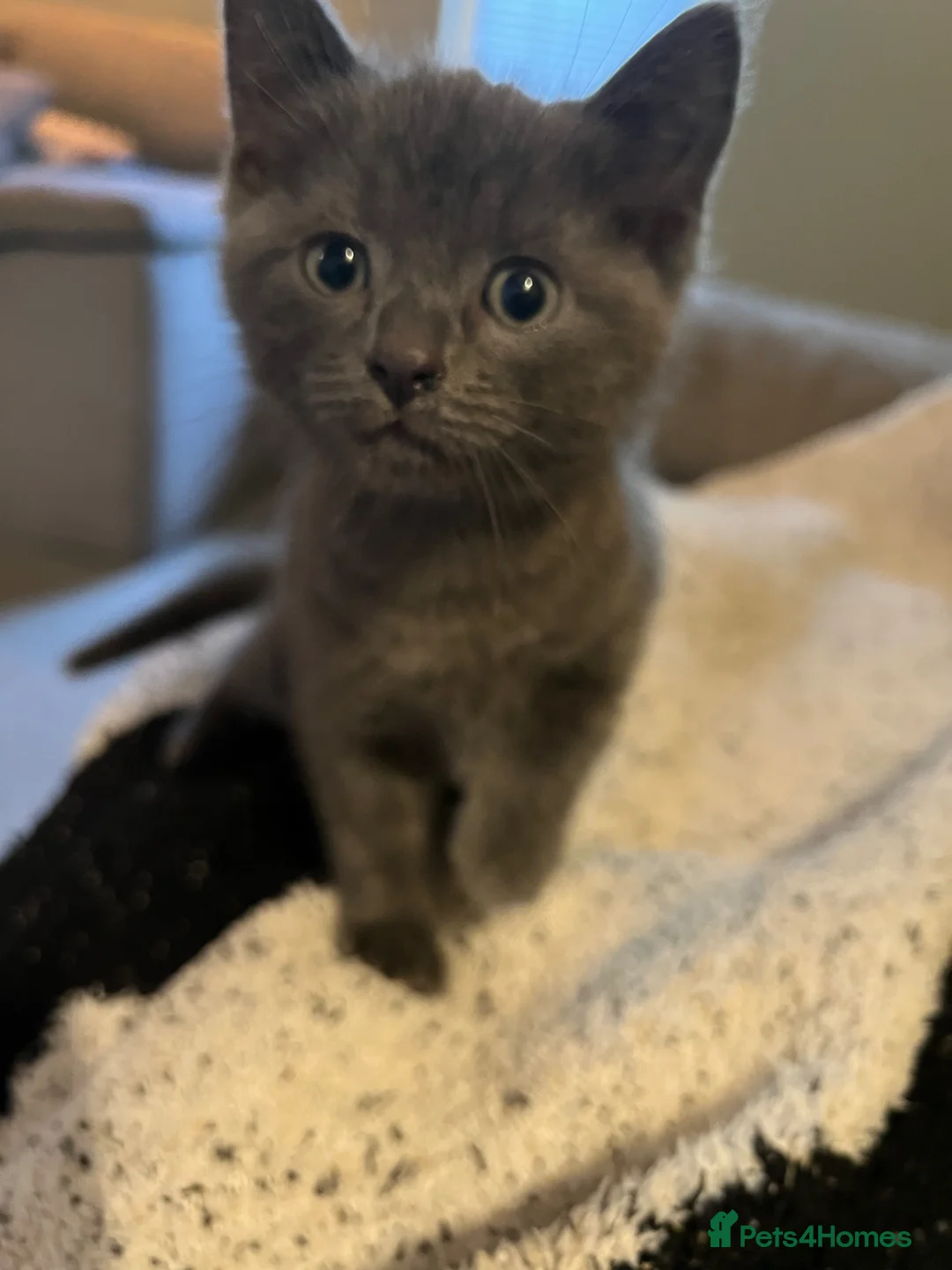 Russian Blue cats for sale: Russian Blue mother and her kitten - Advert 2