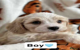 Cavachon dogs for sale: DNA CLEAR CAVACHON PUPS - Image 9