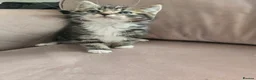 Ragdoll cats for sale: Ragdoll x British Short Hair special kittens  - Advert 7