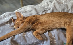 Abyssinian cats for sale: Ready to go Just left 1 girl Show Quality kitten in Southampton - Image 16