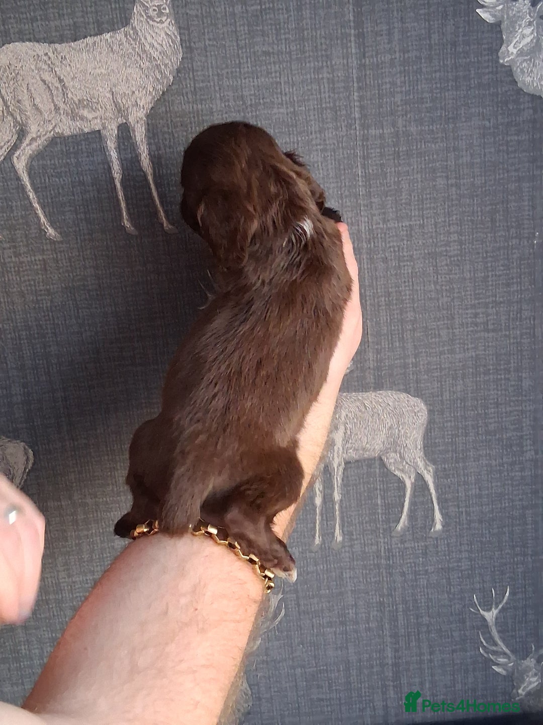 Cocker Spaniel dogs for sale: beautiful working cocker spaniels for sale - Advert 20