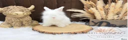 Angora rabbits for sale: PURE•PEDIGREE•ANGORAS🤍 - Advert 6