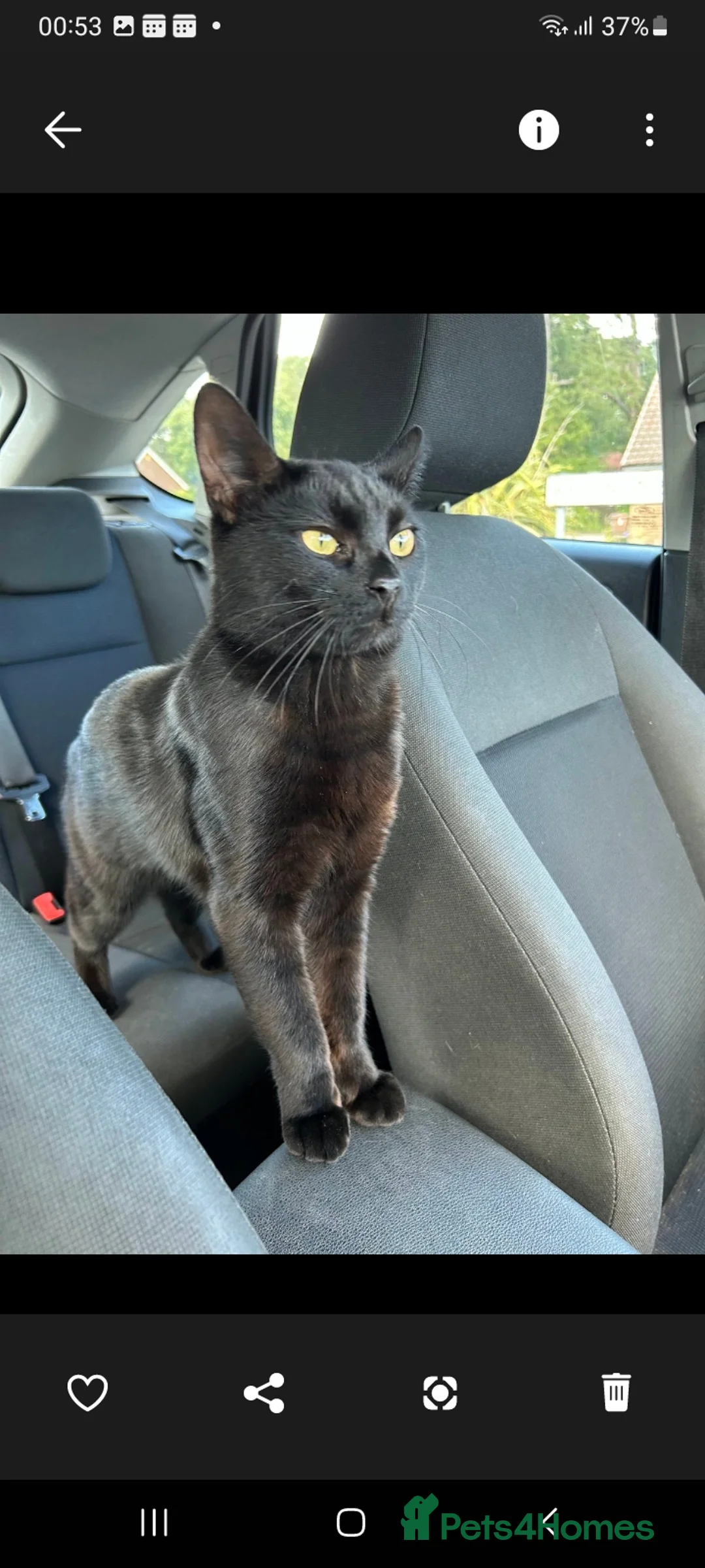 British Shorthair cats for sale: Kittens For Sale - Advert 6