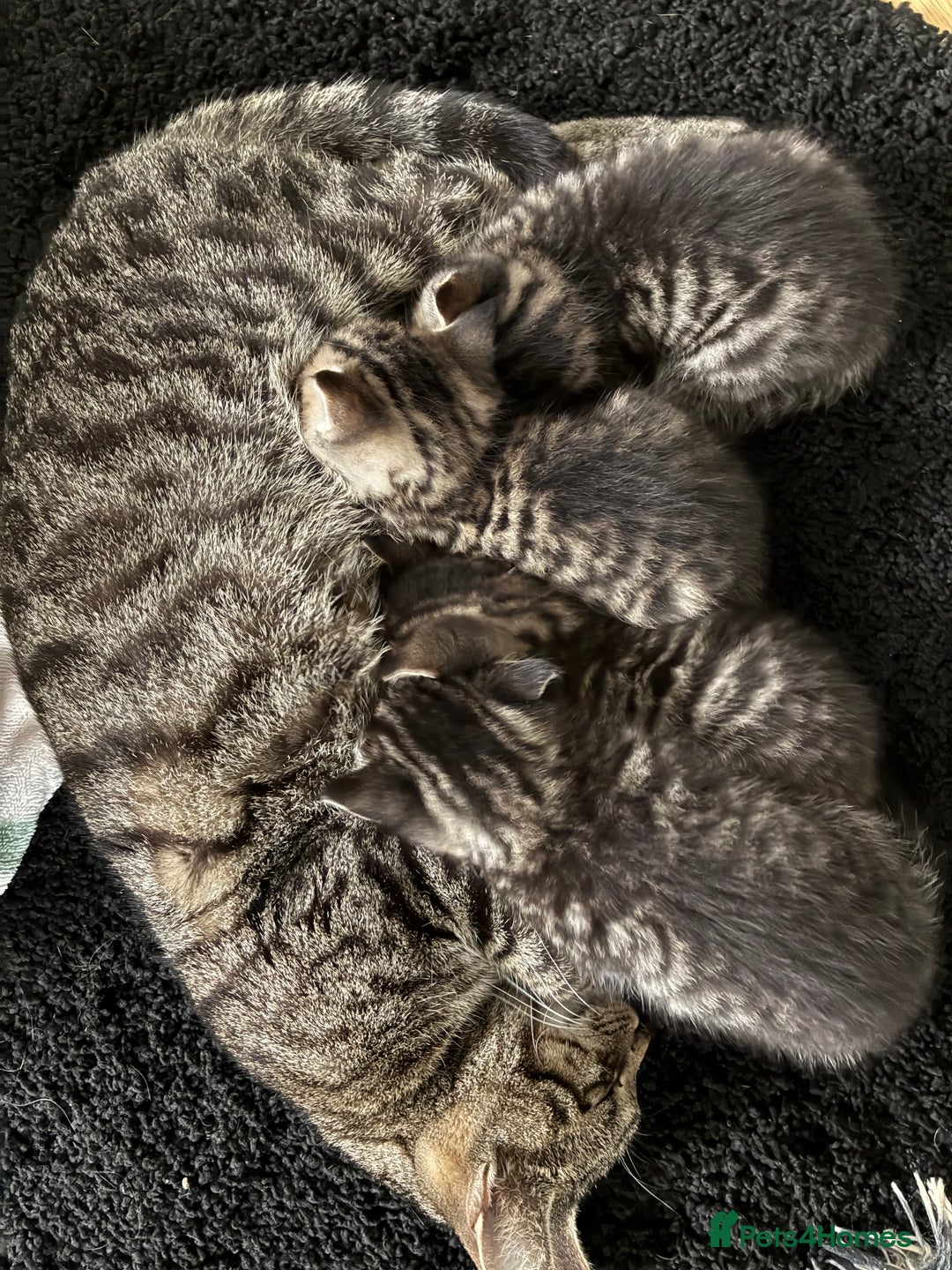 Domestic Shorthair cats for sale: Adorable kitten for sale  - Advert 2