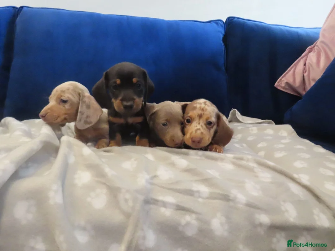 Miniature Dachshund dogs for sale: 4 boy’s beautiful miniature dachshund puppies  - Advert 1
