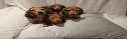 Miniature Dachshund dogs for sale: Miniature long haired dachshund puppies  in Omagh - Advert 5