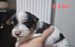 Biewer Terrier dogs for sale: Yorkshire Biewier terrier  - Advert 9
