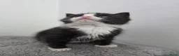 Ragdoll cats for sale: Black & White Ragdoll Kitten - Advert 3