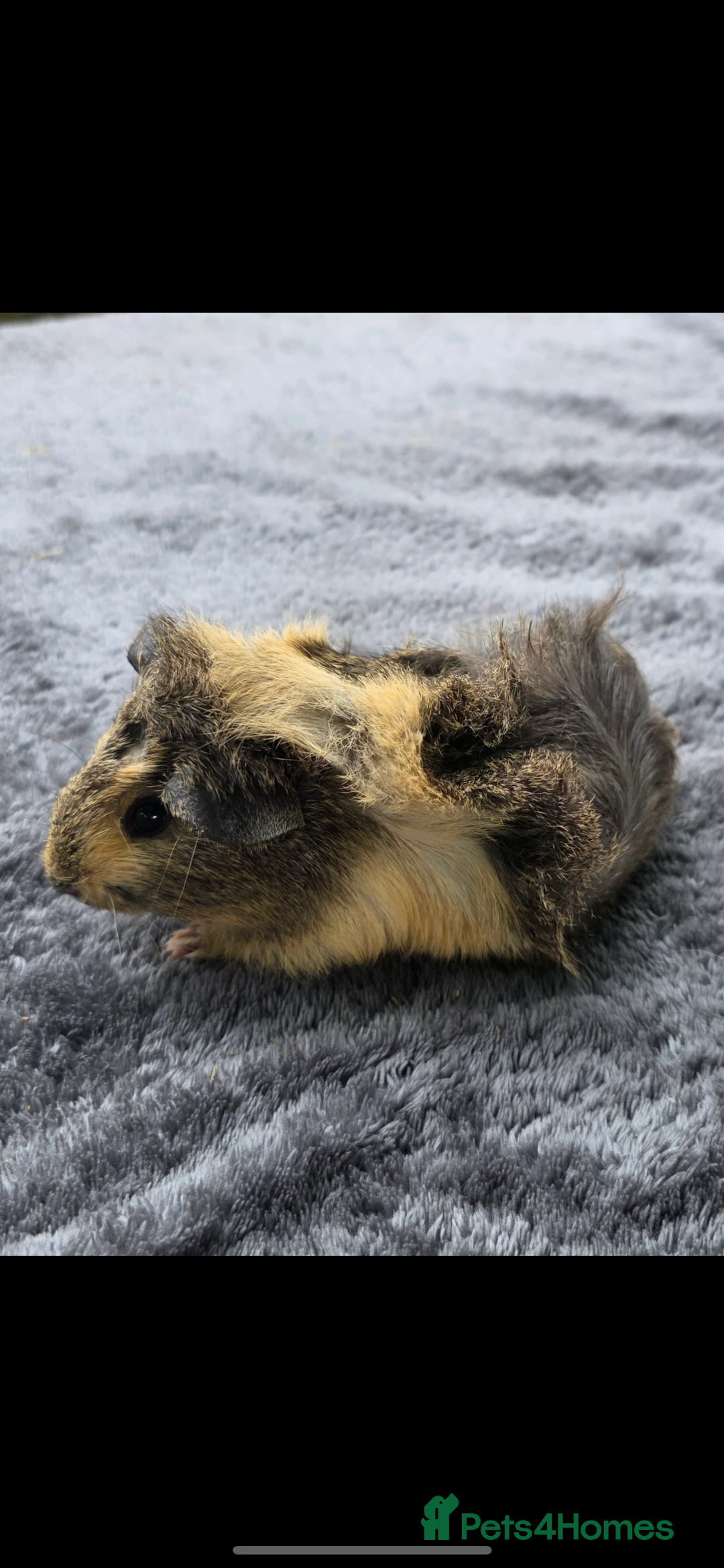 Guinea Pig rodents for sale: Fluffy and sweet Baby guinea pig  - Image 6