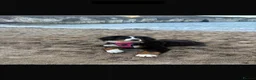 Bernese Mountain Dog dogs for sale: Kiara 11 month old Female Bernese Mountain Dog - Advert 16
