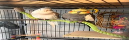 Cockatiels birds for sale: Two cockatiels and cage+toys (price negotiable) - Advert 3