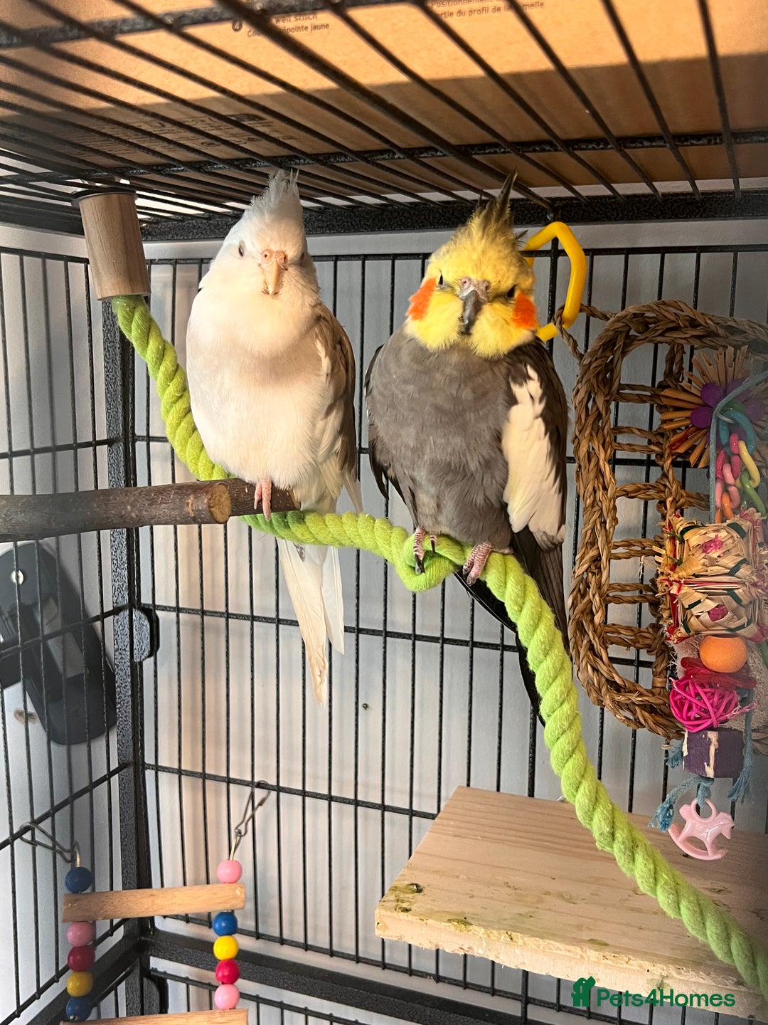 Cockatiels birds for sale: Two cockatiels and cage+toys (price negotiable) - Advert 3