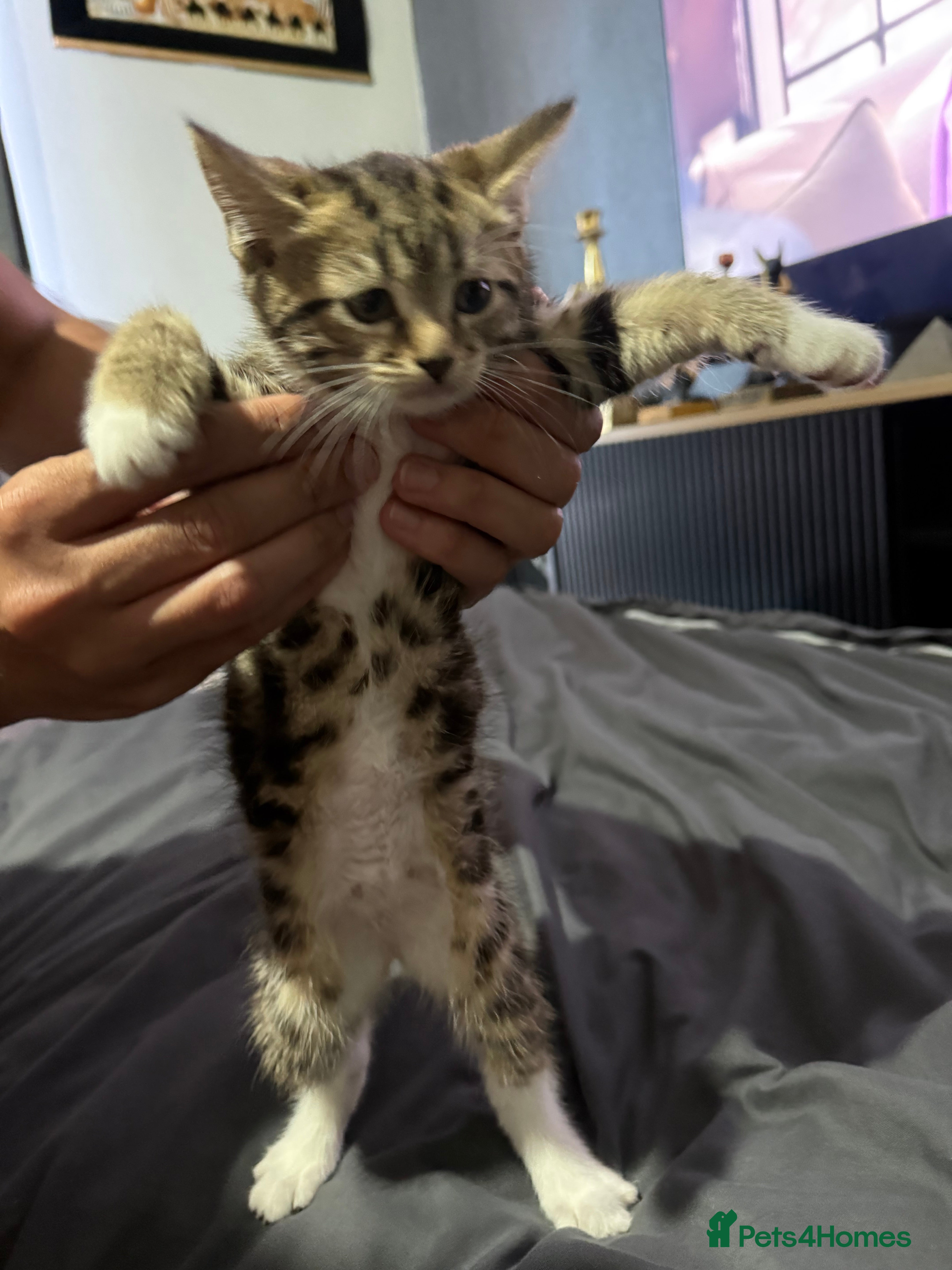 Mixed Breed cats Mix Bengal kittens - Advert 2