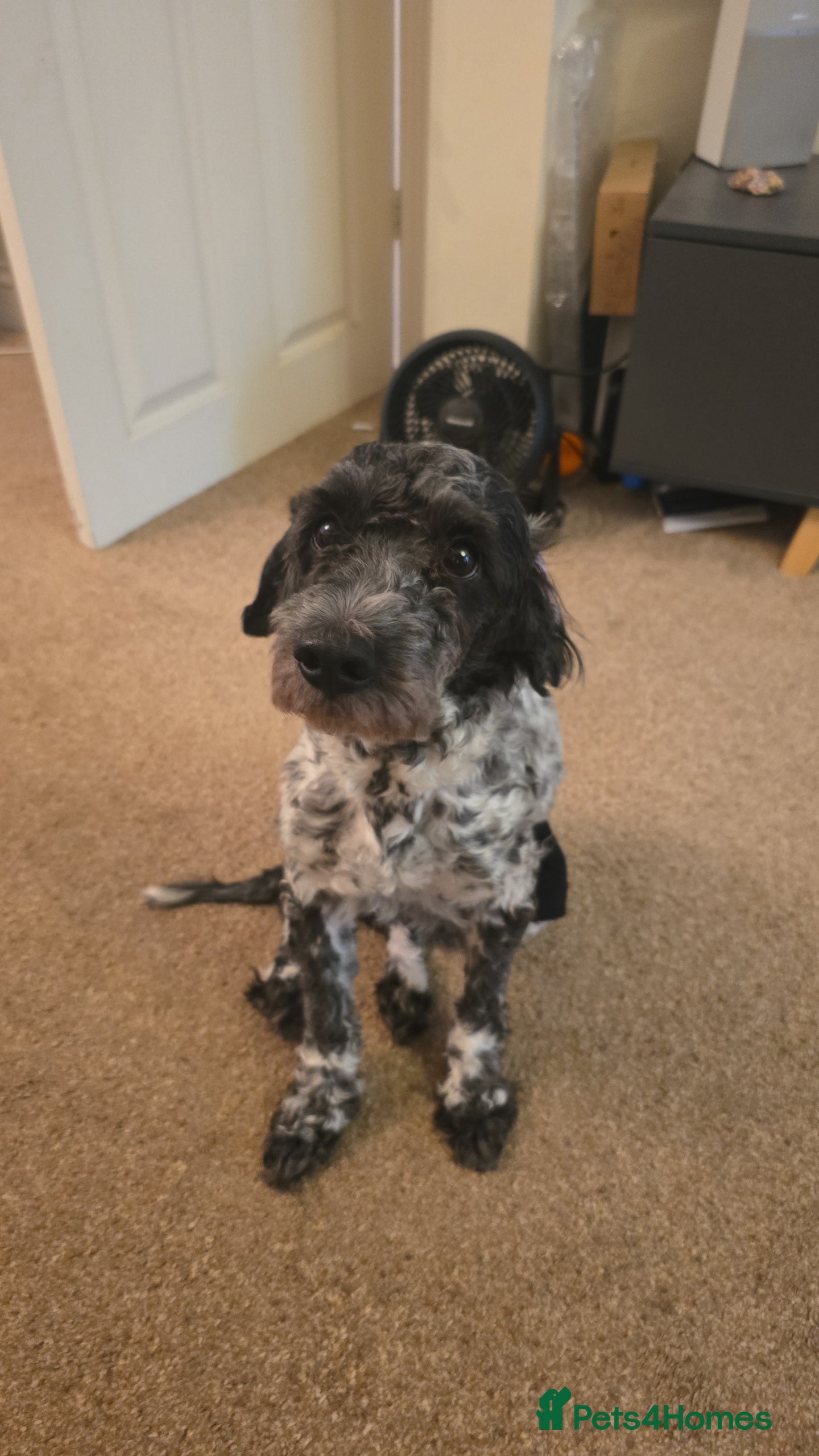 Cockapoo dogs Mearle - Advert 4