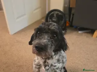 Cockapoo dogs Mearle - Advert 4