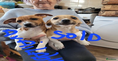 Jack Russell dogs - Advert 6